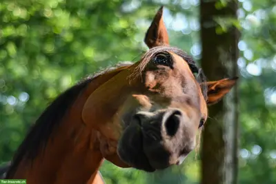 Pferd ans Futter gesucht