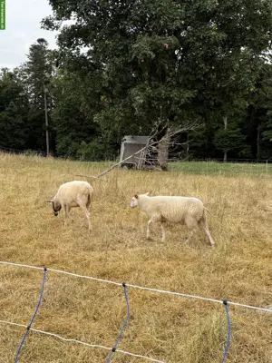 Junge Ostfriesische Milchschafe zu verkaufen