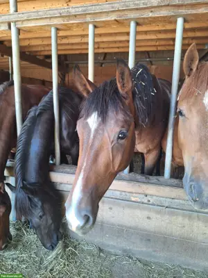 Schweizer Warmblut Jungpferd zum selber ausbilden