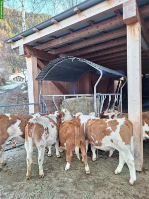Hinterwälder Bio-Rinder zu verkaufen