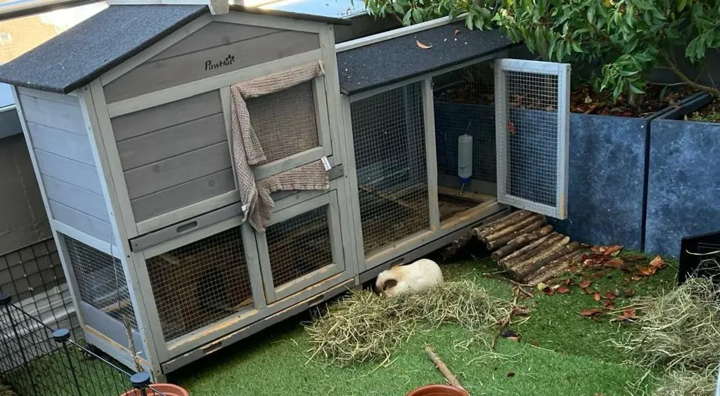Meerschweinchen mit Stall gratis abzugeben