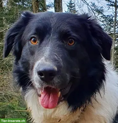 Border Collie Deckrüde, KEIN Verkauf