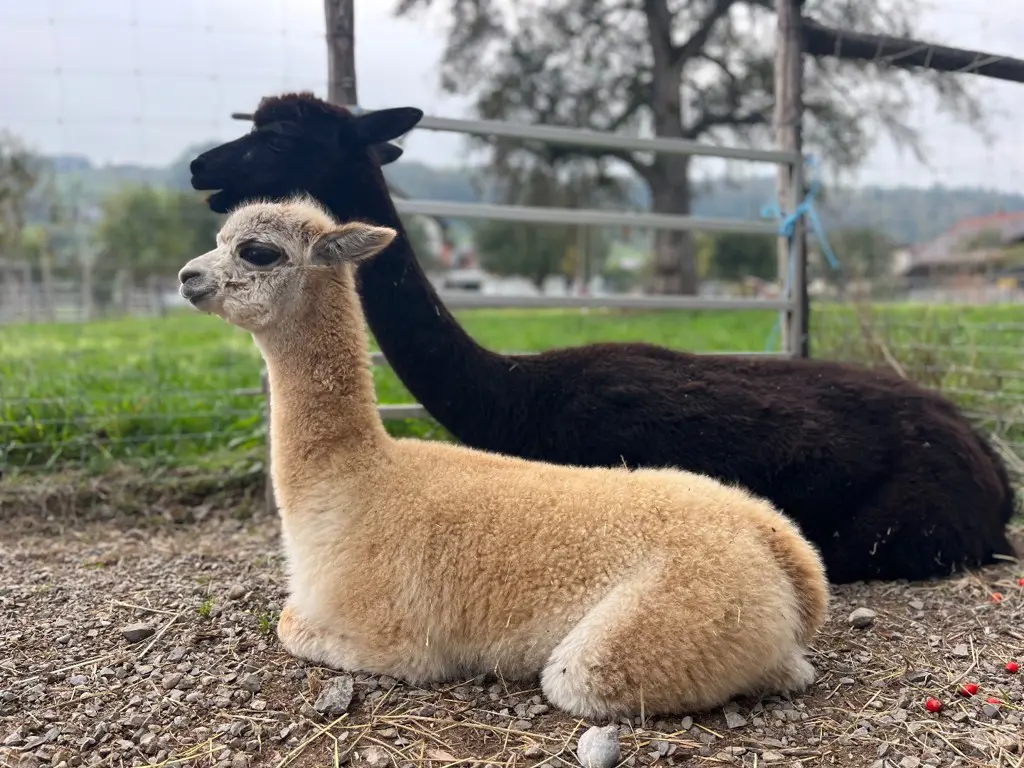 Alpaka Huacaya Stute mit Cria zu verkauf