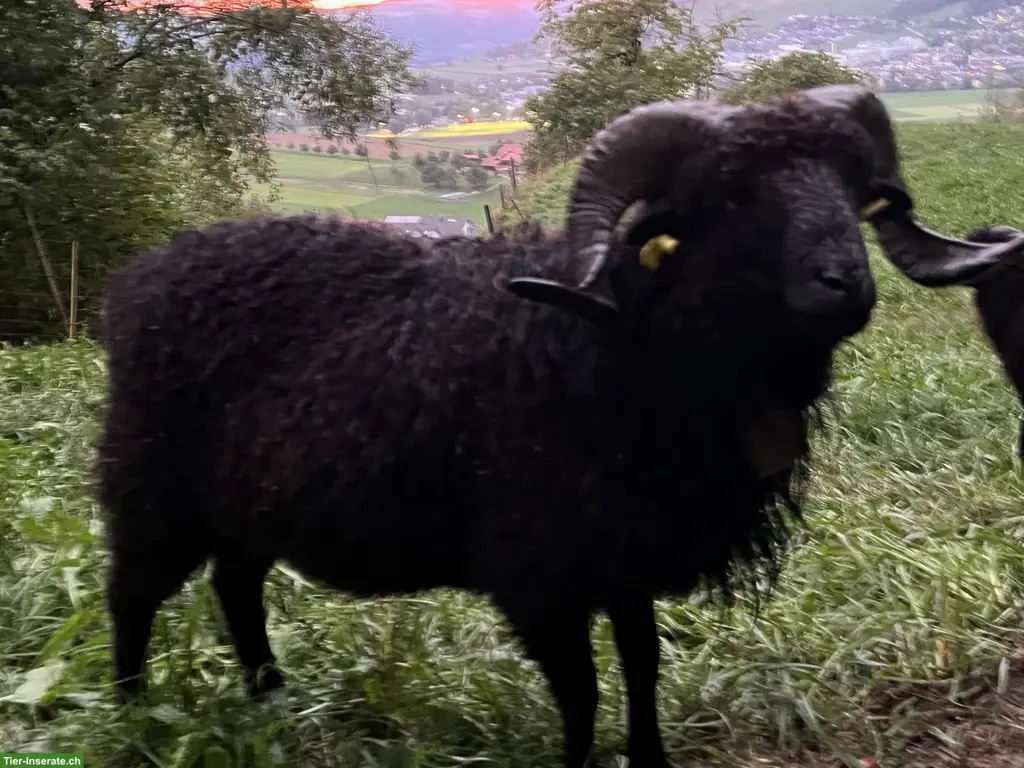 Ouessant Schafbock zu verkaufen