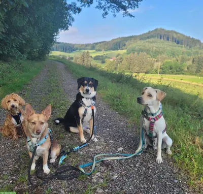Hundetages-/Ferienbetreuung, Umgebung Wetzikon, Adetswil, Hittnau