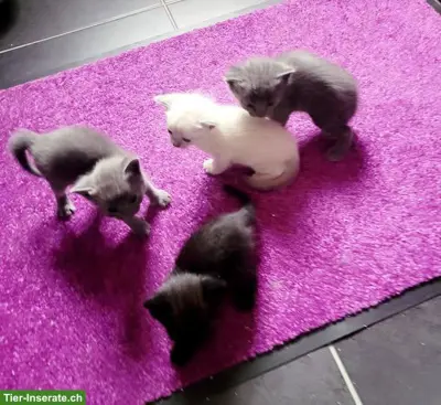 Katzenbabys suchen Lebensplatz