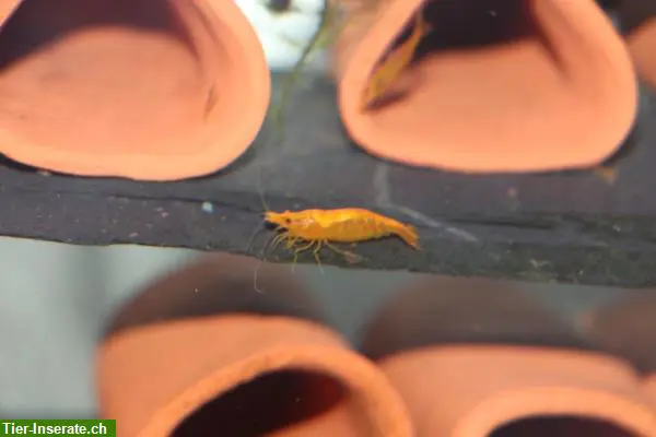 Orange Sakura Zwerggarnelen abzugeben
