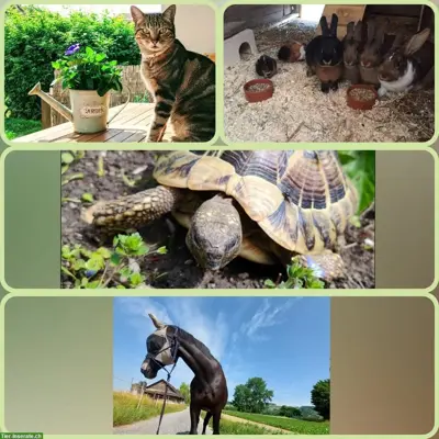WintiWyland Tierbetreuung | Katzenbetreuung Winterthur, ZH-Weinland