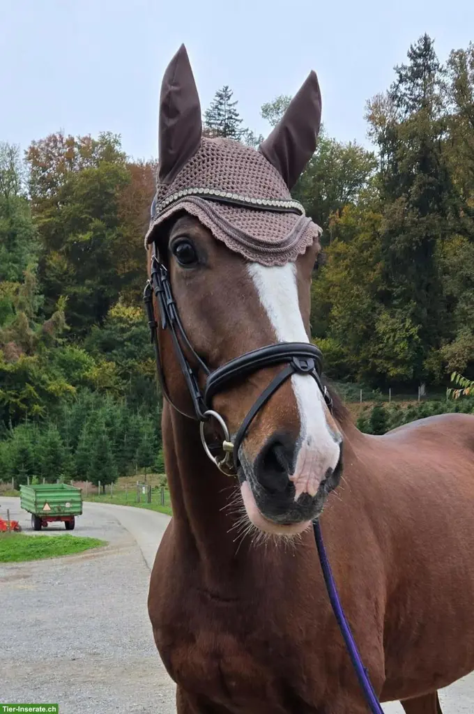 Reitbeteiligung gesucht für sportlichen Charmeur mit grossem Herz
