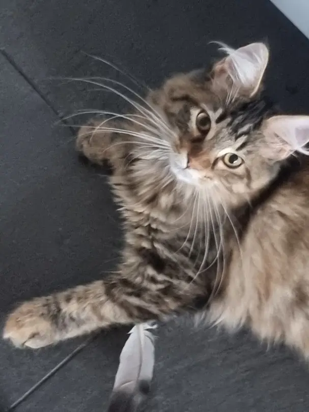 Junges Maine Coon Mädchen