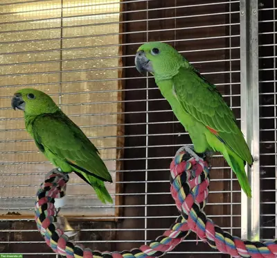 Gelbnackenamazone (Amazona auropalliata), 2 Hähne aus Naturbrut
