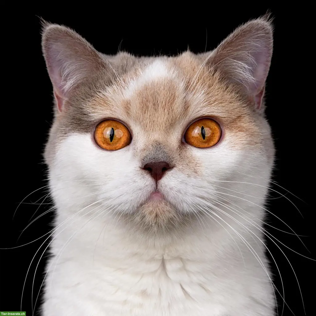 Britisch Kurzhaar Katze, Fawn Tortie White, reinrassig, 2-jährig