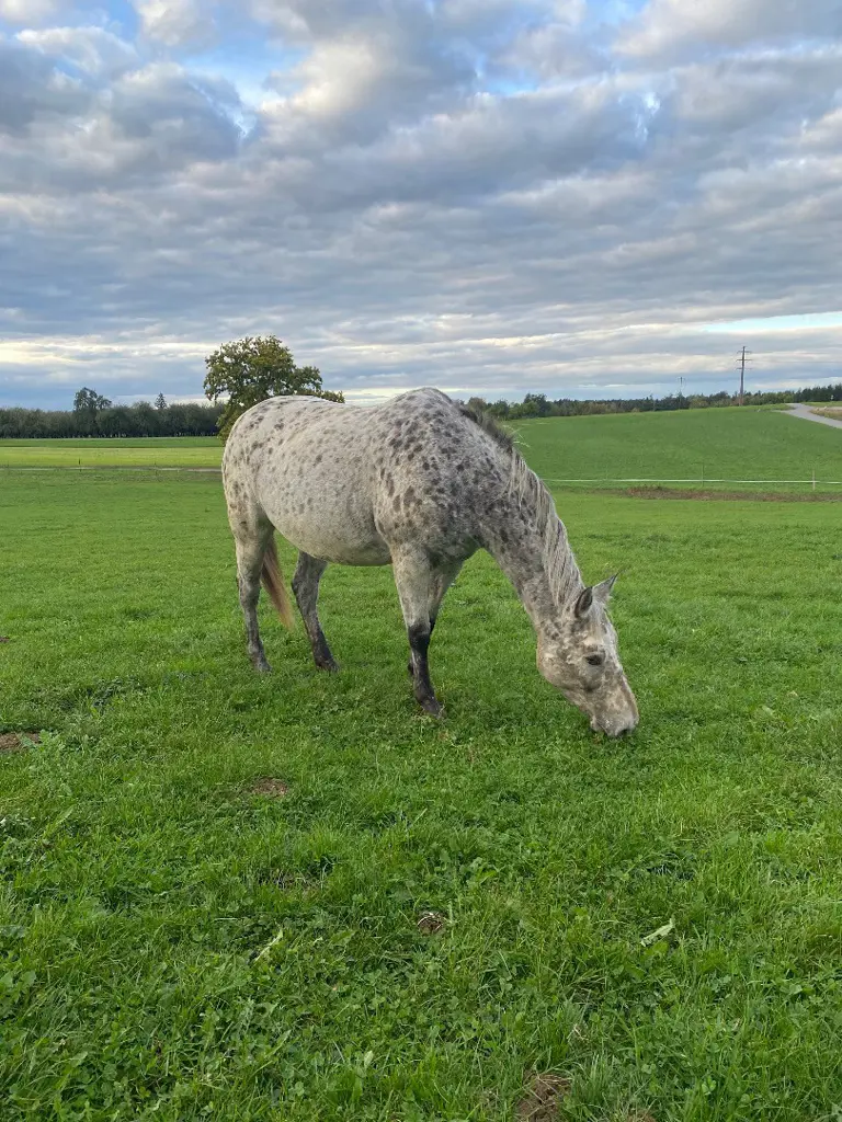 Appaloosa Stute tolles Freizeitpferd