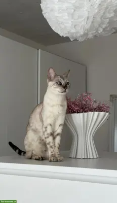 Bengal Katze sucht neues, liebevolles Zuhause