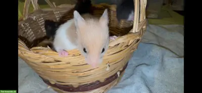 Mittelhamster zu verkaufen