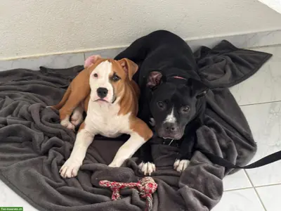 Wunderschöne 3-jährige AmStaff Hündin sucht ein Zuhause