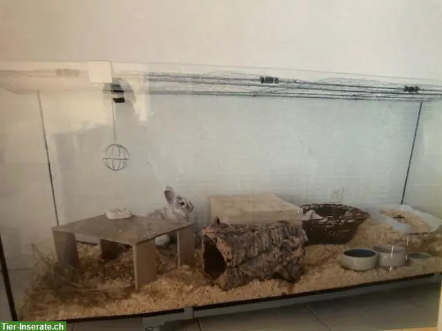 Grosses Glas Terrarium 180x75x70cm zu verkaufen