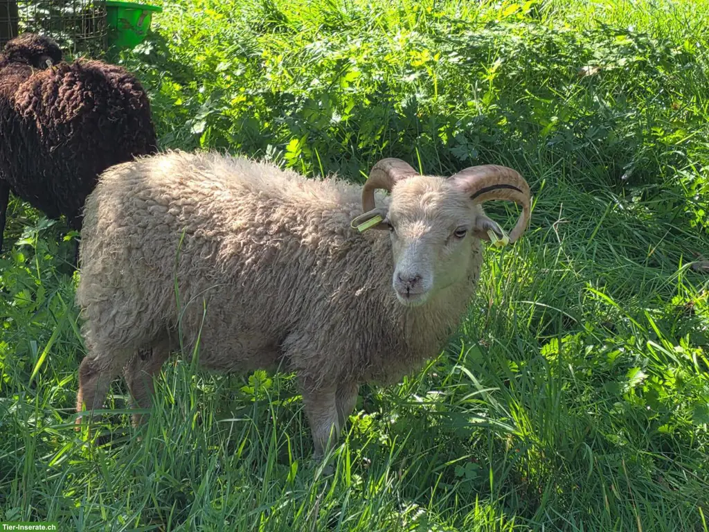 Reinrassige Ouessantschafe mit Herdebuchpapieren zu verkaufen