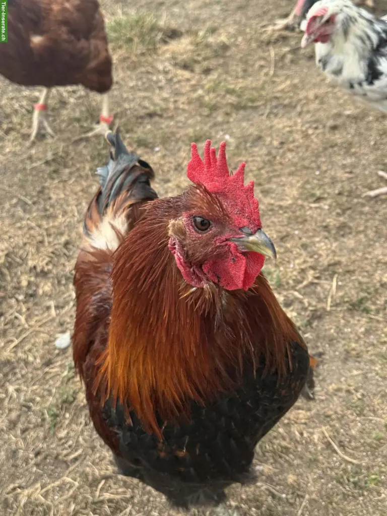 Marans x Brahma Mix Hahn zu verschenken