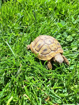Griechische Landschildkröten zu verkaufen 🐢