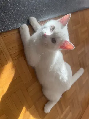Katze