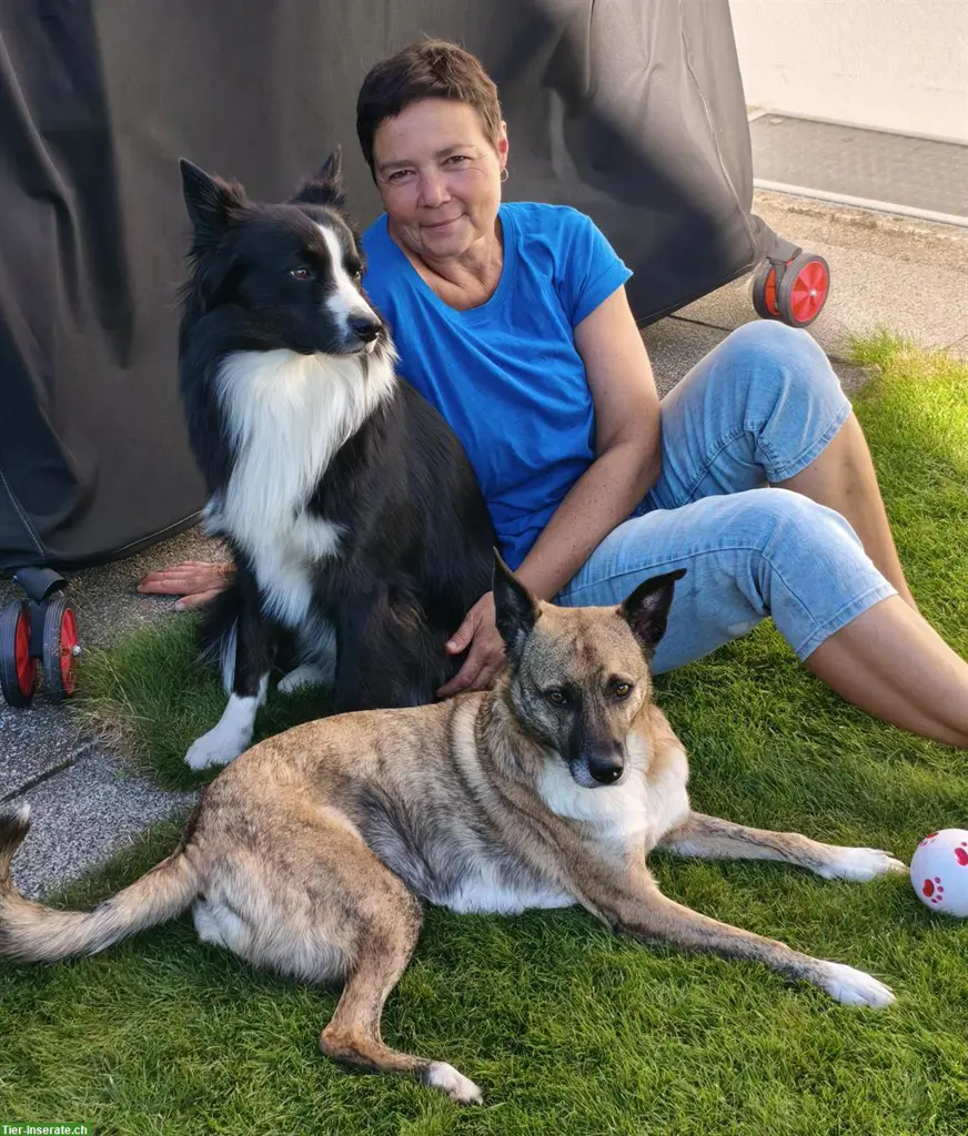 Ferienplatz-/Betreuung für Hunde im Zürcher Unterland