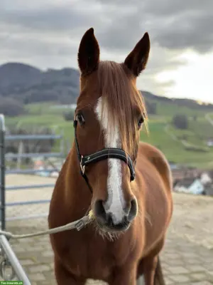 Vollblutaraber Wallach 13 Jahre 1.52m