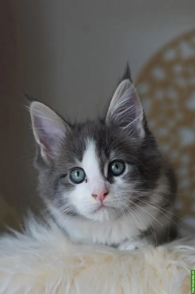 Maine Coon Kitten of Greywood suchen ihr Zuhause