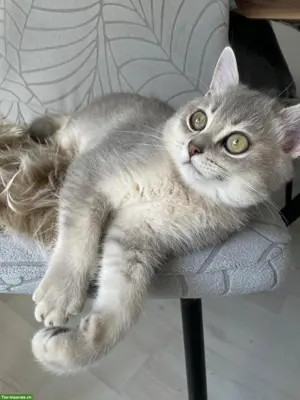 BKH Kitten (1 Kater) sucht ein liebevolles Zuhause