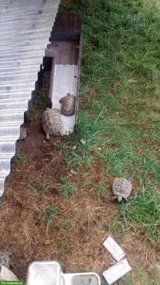 Griechische Landschildkröten zu verkaufen