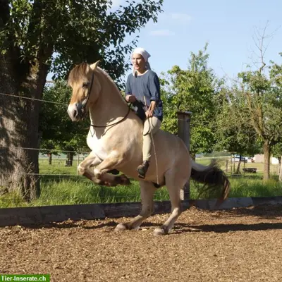 Reittherapie (EMR registriert), Reitunterricht, Akademische Reitkunst