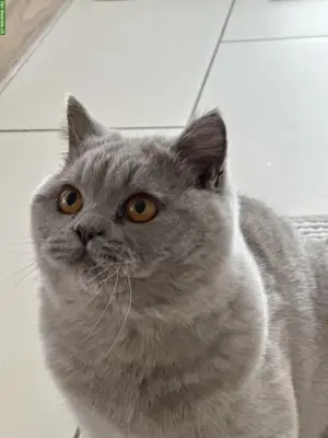 Deckkater BKH in Lilac mit Stammbaum