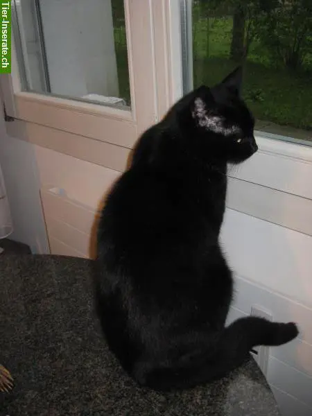 Biete Katzenbetreuung/Kleintierbetreuung im BS/BL