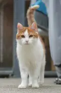 Baschi 5j. sucht ein neues Zuhause (ländlich)