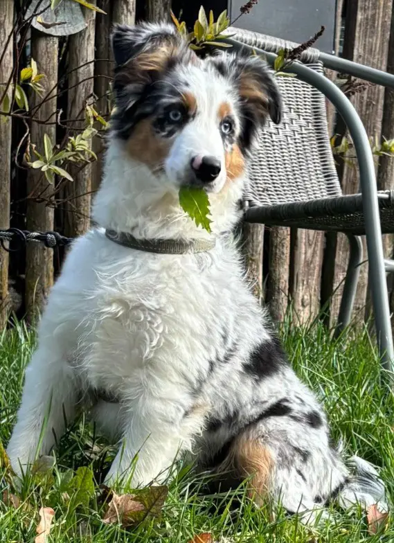 Mini Aussie Hündin blue merl , blaue Augen