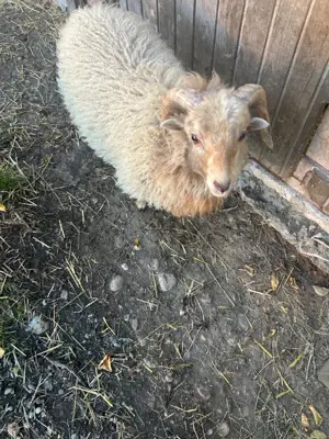 Ouessant Jungbock sucht neue Herde