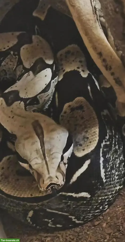🐍 Boa Constrictor Constrictor Suriname, CH-NZ abzugeben
