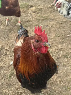 Marans x Brahma Mix Hahn zu verschenken