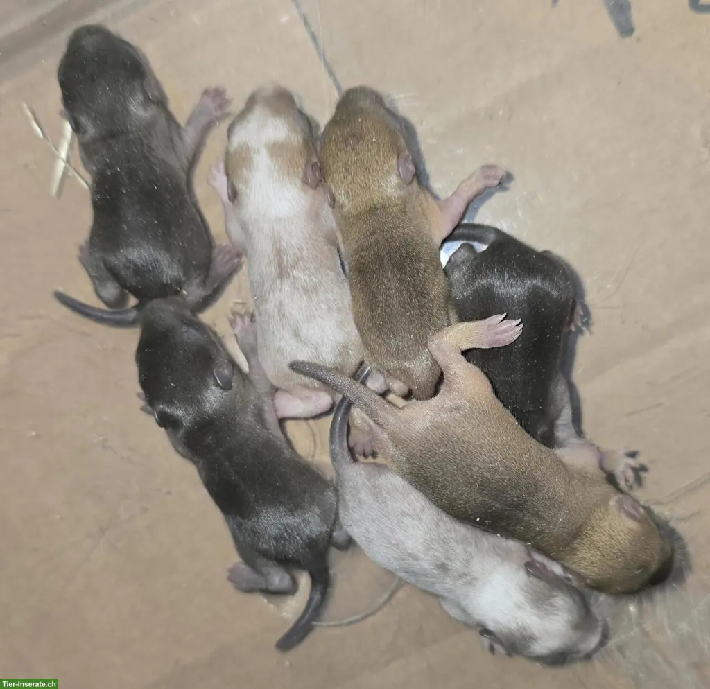 Mega süsse Rennmaus Babys suchen dich