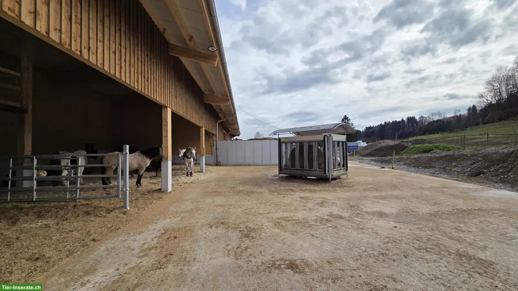 Offen-Gruppenstall, ZH-Oberland - Winterthur, mit bedampftem Heu