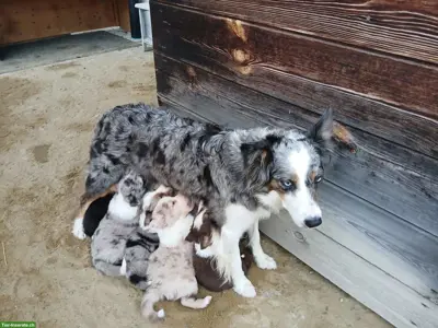 Border Collie Welpen zu vergeben