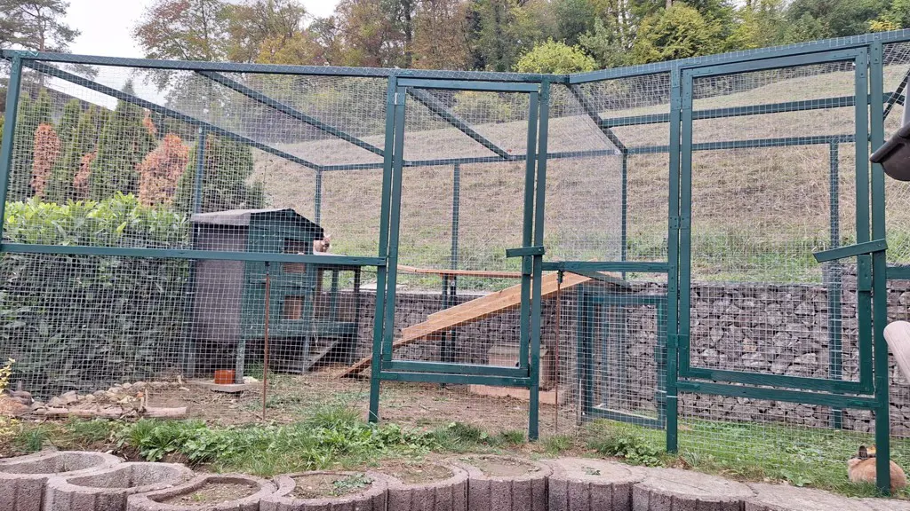 ca. 4 Monate alte Zwergkaninchen abzugeben