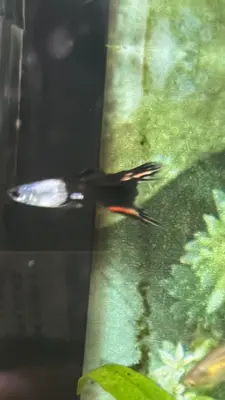 Happy Guppy