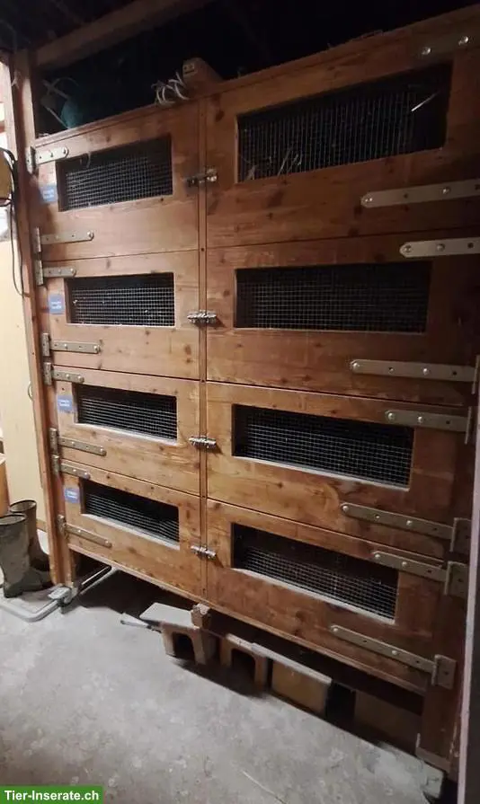 Meerschweinchen-/Zwergkaninchenstall, grosse Doppelboxen auf Rädern