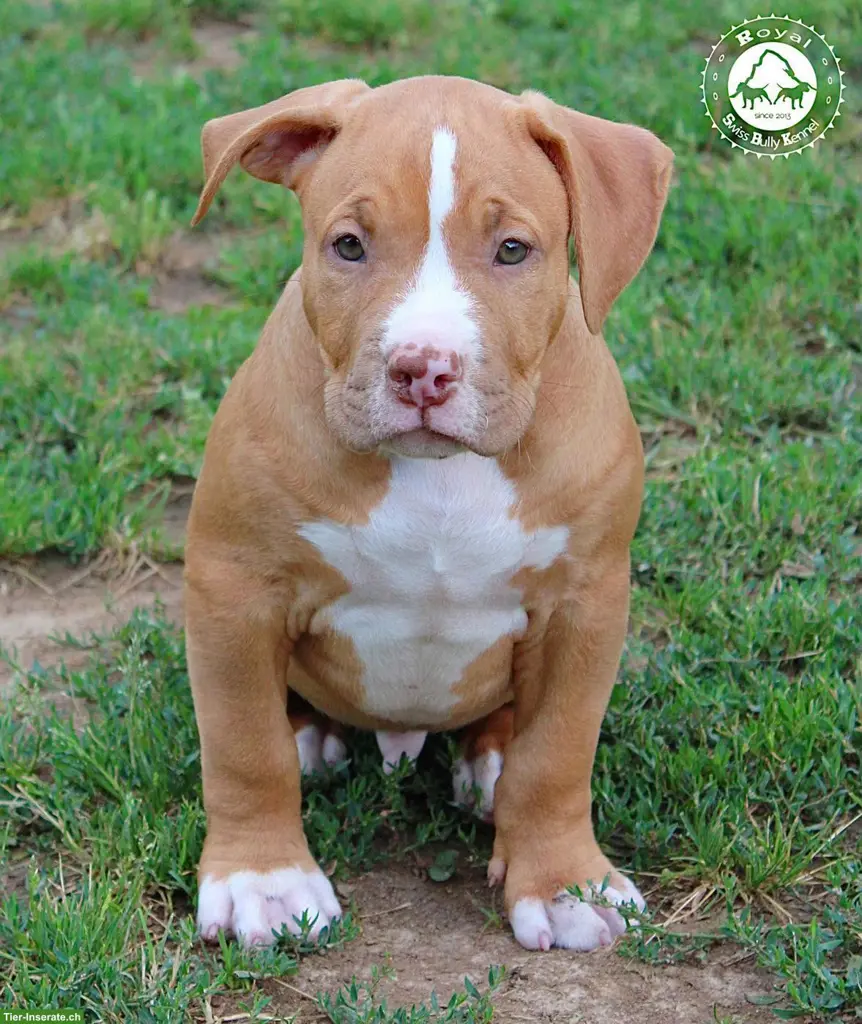 American Bully Welpen aus kontrollierter CH-Zucht