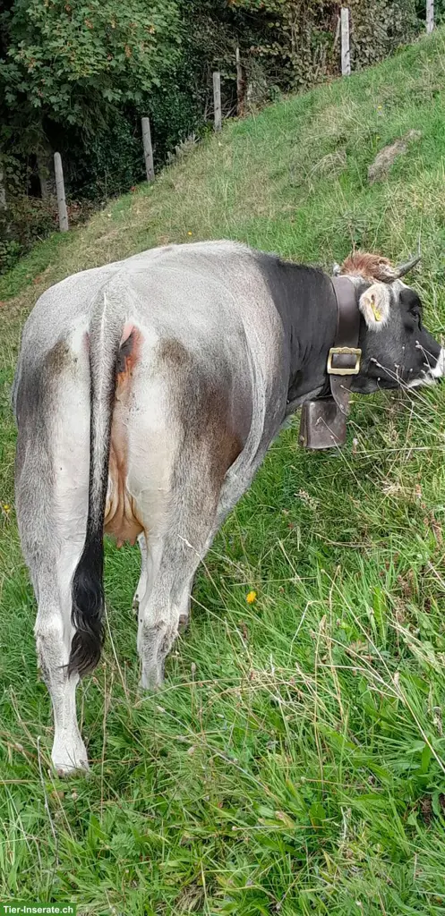 Bio-Grauvieh Rind mit Horn zu verkaufen