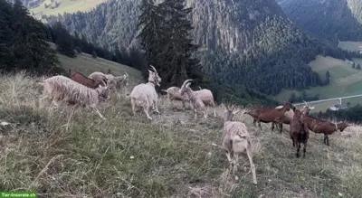 Milchziegen zu verkaufen