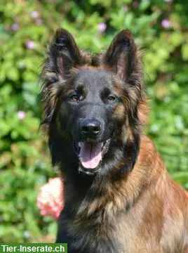 Erfahrener Dogwalker - Hundespaziergänge im Wynen- und Seetal