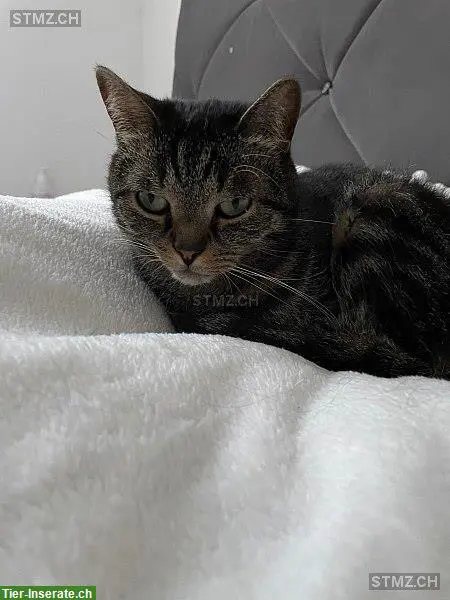 Katze Kali vermisst im Raum Schaffhausen