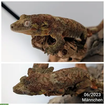 Flechtengecko (Mniarogekko chahoua) zu verkaufen